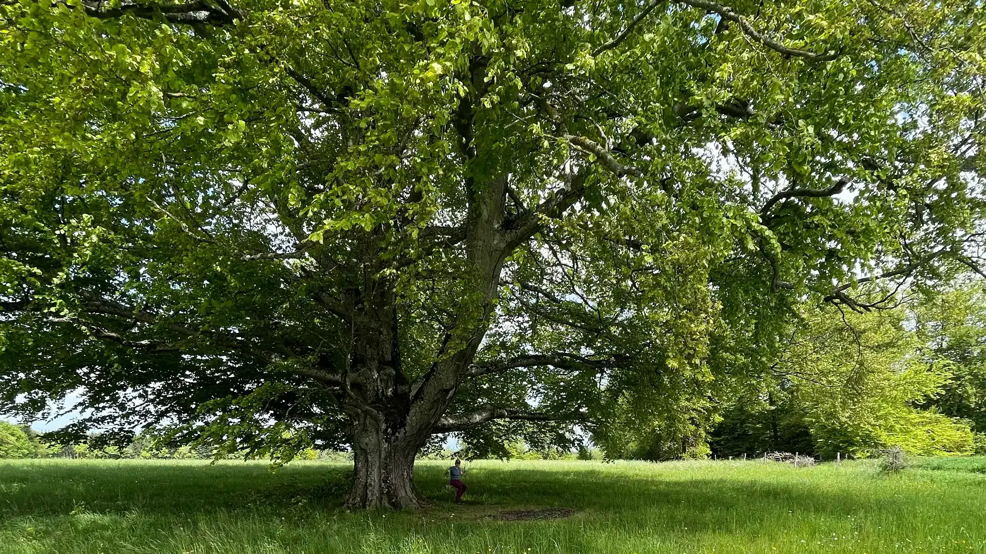 arbre centenaire naturopathe colmar frederique dubois