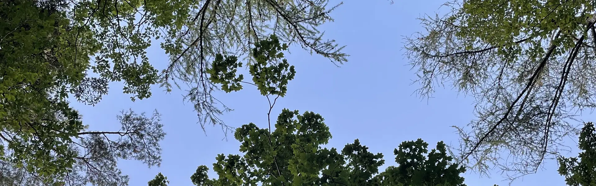 arbres ciel naturopathe colmar frederique dubois