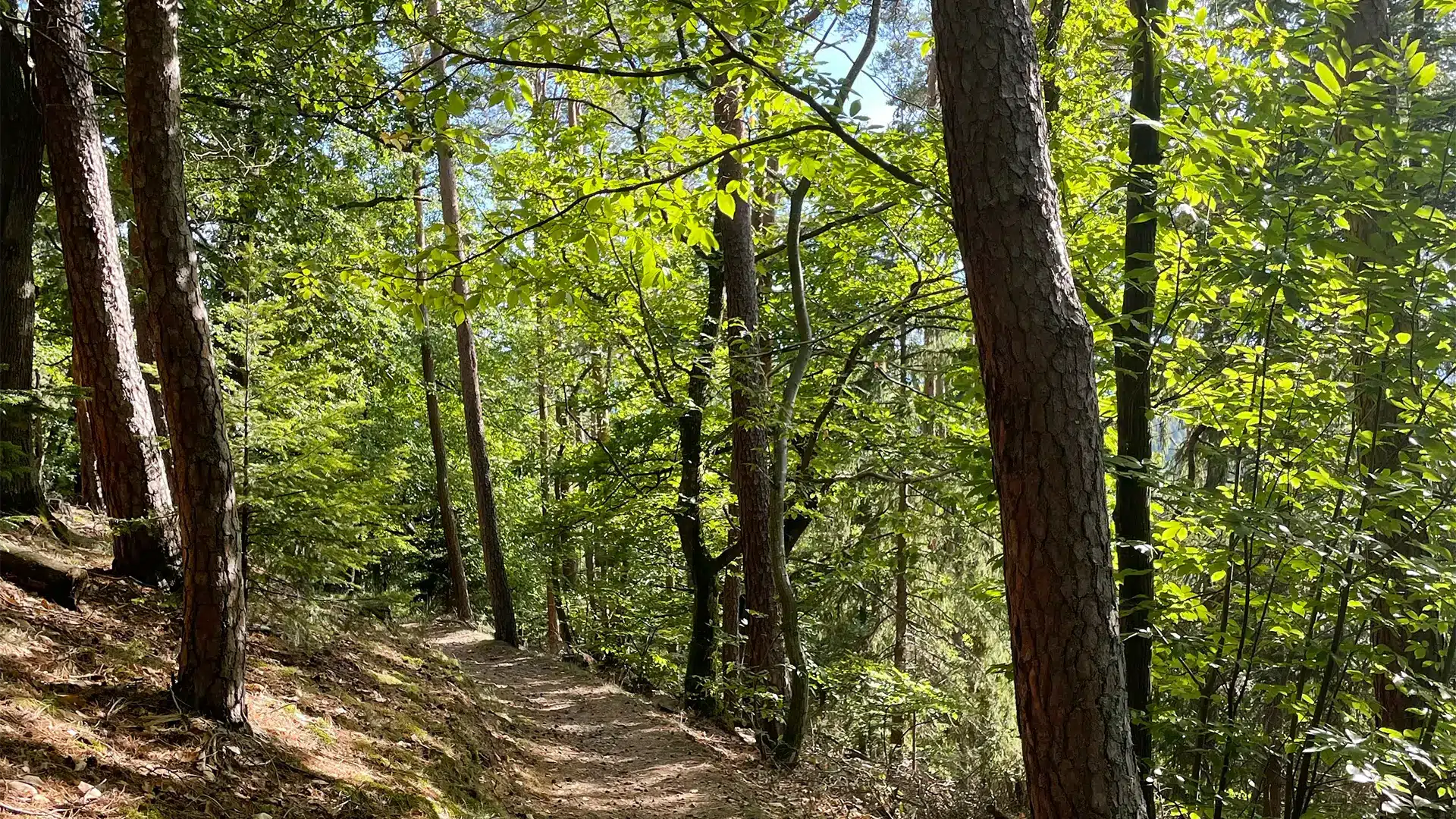 foret balade naturopathe colmar frederique dubois 1080