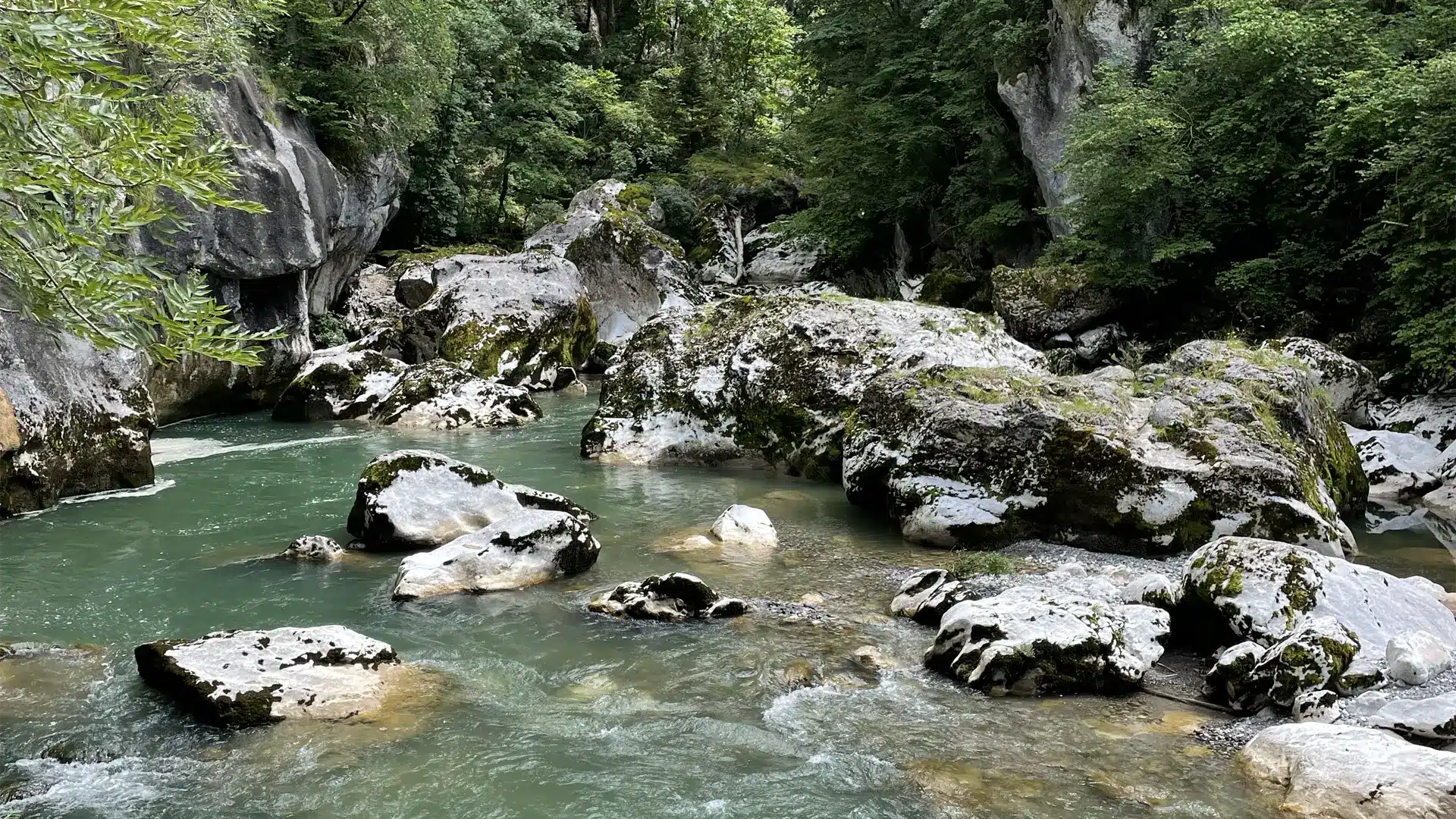 foret piscine naturelle naturopathe colmar frederique dubois 1080