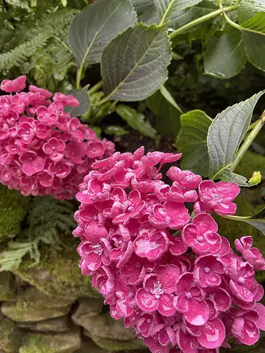 hortensia frederique dubois naturopathe 3